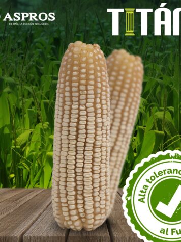 SEMILLA TITAN 60000 BG CF (ASPROS)
