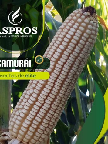 SEMILLA SAMURAI 60000 FORTENZA DUO (ASPROS)