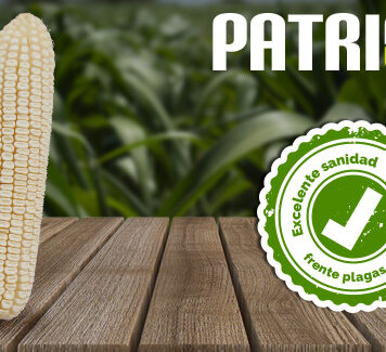 SEMILLA PATRIOTA 60000 FORTENZA DUO (ASPROS)