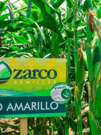 SEMILLA MAIZ RIO AMARILLO (60MS) ZARCO